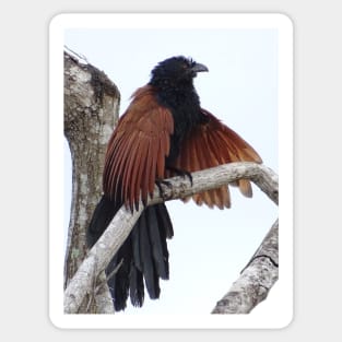 JUNGLE COUCAL Sticker